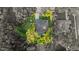 Aerial view of a home showcasing backyard privacy with mature trees and a screened-in pool at 803 Brooker Village Cir, Lutz, FL 33548