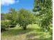 Green backyard with mature trees and lush landscaping under a blue sky at 12904 Prestwick Dr, Riverview, FL 33579