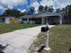 Inviting single-story home featuring a long driveway, grassy lawn, and mature trees at 1922 Marvy Ave, Tampa, FL 33612