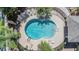 Overhead shot of the community pool, surrounded by lounge chairs and lush greenery at 1031 Andrew Aviles Cir, Tampa, FL 33619
