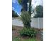 Landscaped backyard featuring a mature tree with a staghorn fern and lush ferns creating a serene outdoor space at 15316 Winding Creek Dr, Tampa, FL 33613