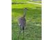 Backyard featuring a sandhill crane wandering on the lush green lawn, enhancing the natural landscape at 15316 Winding Creek Dr, Tampa, FL 33613