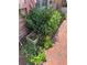 Charming flower bed with a variety of blooming plants and a brick walkway at 15316 Winding Creek Dr, Tampa, FL 33613