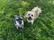 Two adorable dogs enjoying the sunny backyard at 2772 Golf Lake Dr # 03, Plant City, FL 33566