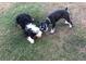 Two dogs enjoying the sunny backyard at 2772 Golf Lake Dr # 03, Plant City, FL 33566
