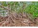 A backyard with lots of mangroves leads to a tranquil bay at 6220 Bayshore Blvd, Tampa, FL 33611