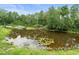 Scenic pond with lily pads, fountain, and surrounding greenery at 12603 Corral Rd, Tampa, FL 33626