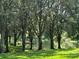 Scenic view of a tranquil pond, lined with trees and lush green grass at 11941 Skylake Pl # 11941, Temple Terrace, FL 33617