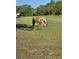A horse in a field with a fence in the background at 28410 Wildlife Ln, Brooksville, FL 34602