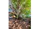 Backyard featuring a grand, mature tree providing shade and natural beauty to the landscape at 3135 33Rd N Ave, St Petersburg, FL 33713