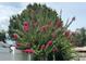 Well-maintained landscaping featuring a vibrant crape myrtle tree with bright pink flowers at 9951 121St St, Seminole, FL 33772