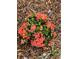 Close-up of vibrant red flowers surrounded by green leaves and mulch at 9951 121St St, Seminole, FL 33772