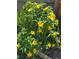 Vibrant yellow flowers add a splash of color to the lush landscaping at 9951 121St St, Seminole, FL 33772