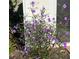 Beautiful landscaping features blooming purple flowers and lush greenery at 9951 121St St, Seminole, FL 33772