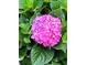 Close-up of a vibrant pink and purple hydrangea surrounded by lush green leaves, capturing the beauty of nature at 9951 121St St, Seminole, FL 33772