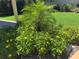 Lush landscaping with a variety of plants featuring yellow flowers and a small palm tree at 9951 121St St, Seminole, FL 33772