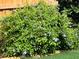 Lush landscaping detail featuring a flowering plumbago shrub with blue flowers at 9951 121St St, Seminole, FL 33772