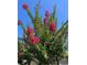 Vibrant pink flowers blooming on a tree with lush green leaves at 9951 121St St, Seminole, FL 33772