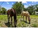 Scenic view of two horses grazing peacefully in a lush, green pasture at 2221 W Lake Dr, Wimauma, FL 33598