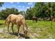 Pasture view showing horses grazing on lush green grass with a backdrop of mature trees at 2221 W Lake Dr, Wimauma, FL 33598