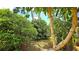 Lush backyard with foliage and trees, offering a serene, natural setting at 13 Windrush Bay Dr, Tarpon Springs, FL 34689