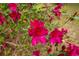 Close-up of bright pink azalea blossoms in full bloom, adding a pop of color to the lush greenery at 11159 Cindy Dr, Brooksville, FL 34601