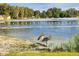 Scenic lake view featuring wildlife and lush green shoreline, offering a serene environment at 12704 Lacey, New Port Richey, FL 34654