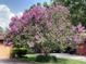 Mature crape myrtle tree in a well-maintained yard at 6709 Peachtree Dr, Temple Terrace, FL 33617
