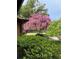 Mature crape myrtle tree in a well-maintained yard at 6709 Peachtree Dr, Temple Terrace, FL 33617