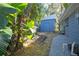 Side view of backyard with blue shed, lush trees, and partial view of blue house at 290 13Th N Ave, Safety Harbor, FL 34695
