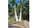 Unique double trunk palm tree and tropical landscaping enhances this home's curb appeal at 715 Riverside Dr, Tarpon Springs, FL 34689