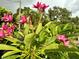 Lush pink frangipani flowers and green leaves in a tropical garden setting create a vibrant, inviting outdoor space at 2707 56Th S St, Gulfport, FL 33707