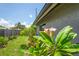 Landscaped backyard featuring lush plumeria plants along the house and a wooden fence at 3113 Chamblee Ln, Clearwater, FL 33759
