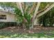 A big, beautiful tree dominates this yard, offering ample shade, with fun swings for enjoying the outdoors at 4530 Catalonia S Way, St Petersburg, FL 33712