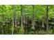 Wetlands with old growth cypress trees and water flora at 25435 Bruford Blvd, Land O Lakes, FL 34639