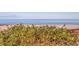 Overgrown beach view with lush greenery on a sunny day at 1520 Gulf Blvd # 1502, Clearwater Beach, FL 33767