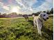 Enjoy a visit to the expansive community dog park, perfect for outdoor activities and pet-friendly living at 6045 2Nd N Ave, St Petersburg, FL 33710