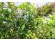 Lush yard featuring a productive lemon tree, pretty shrubs, and manicured lawn at 6045 2Nd N Ave, St Petersburg, FL 33710
