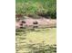 View of turtles sunbathing near the pond at 10160 118Th Ave, Largo, FL 33773
