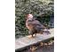 View of a muscovy duck near the pond at 10160 118Th Ave, Largo, FL 33773