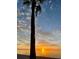 Tranquil beach sunset showcasing the silhouette of a palm tree against a vibrant sky at 5133 Glenn Dr, New Port Richey, FL 34652