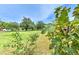 Backyard with young trees and a view of the open yard, with mature trees in the distance at 13311 Omega Ct, Dade City, FL 33525