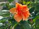 Close-up of an orange hibiscus flower in full bloom with green foliage at 1801 52Nd S St, Gulfport, FL 33707
