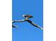 Osprey perched on a branch against a bright blue sky, showcasing wildlife at 1801 52Nd S St, Gulfport, FL 33707