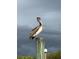 Pelican perched on a wooden post with a cloudy sky in the background at 1801 52Nd S St, Gulfport, FL 33707
