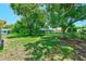 Spacious backyard with mature trees and chain-link fencing, offering ample space for outdoor activities and privacy at 8402 Roxboro Dr, Hudson, FL 34667