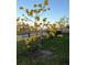 Flowering Tabebuia tree in front yard with black aluminum fence and view of the neighborhood lake at 8717 Sanders Tree Loop, Wesley Chapel, FL 33545