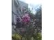 Close-up of flowering tree and condo exterior on a sunny day at 5125 Puritan Cir # 1103, Tampa, FL 33617