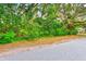 Vacant lot with dense vegetation alongside a road at 1838 Sylvan Dr, Clearwater, FL 33755