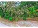 Overgrown vacant lot with various plants and trees at 1838 Sylvan Dr, Clearwater, FL 33755